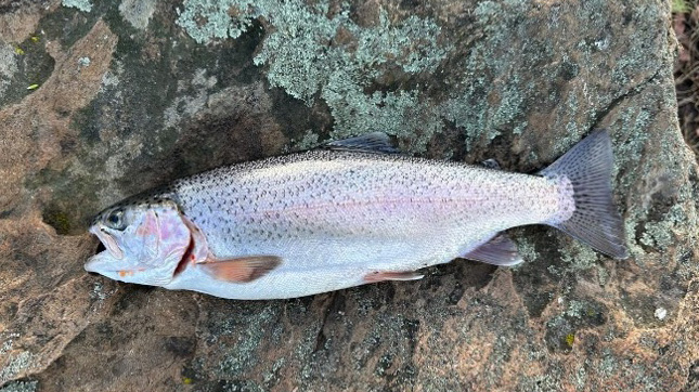 ケニア山の緑豊かな登山道で、ガイドの助けを借りて小川を飛び越える登山者。