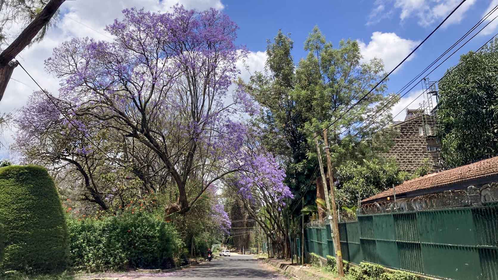 Jacaranda trees in full bloom line a quiet residential street in Nairobi, their soft purple flowers contrasting beautifully with the blue sky.