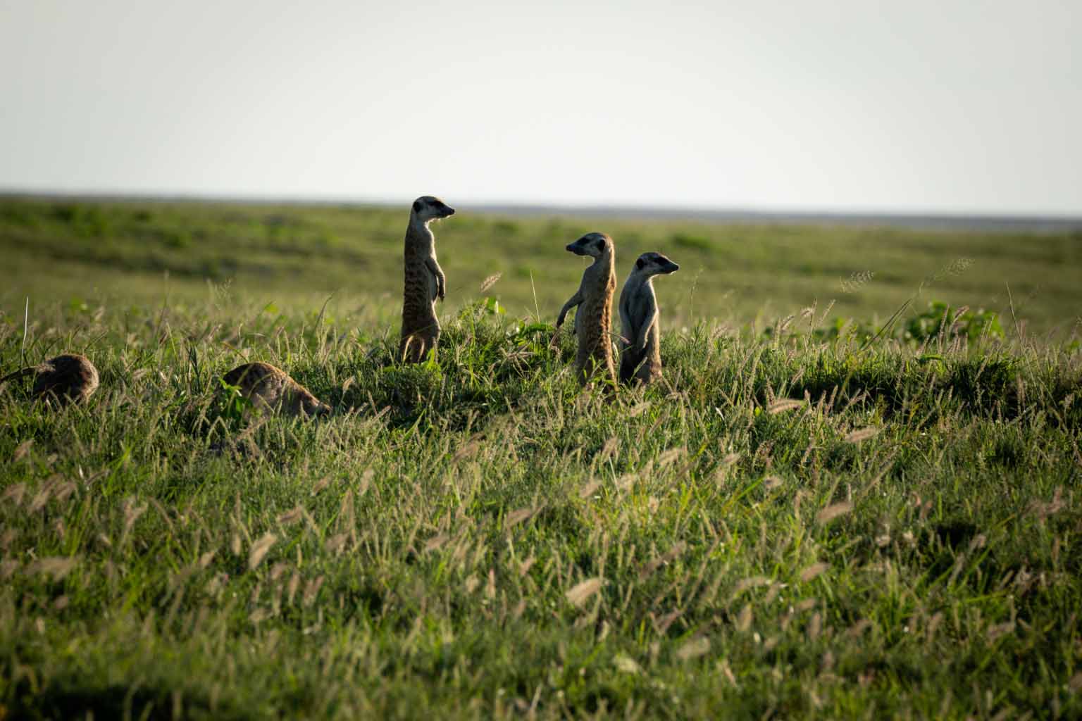 Several meerkats standing and watching in open grassland, keeping distance while staying alert.