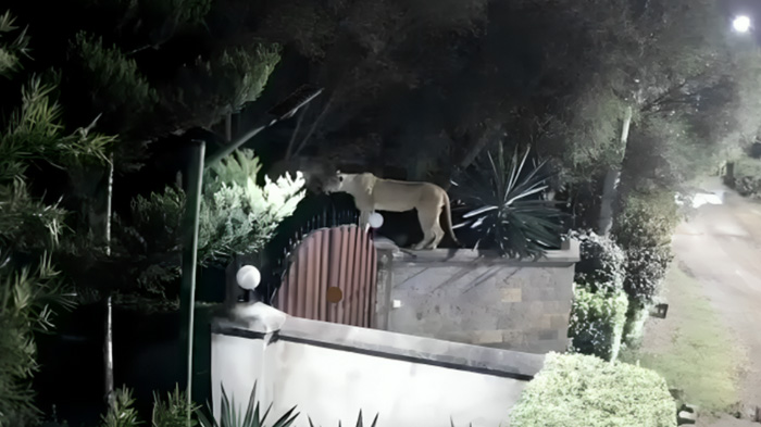 夜の住宅地で門の上に立つライオンのメス