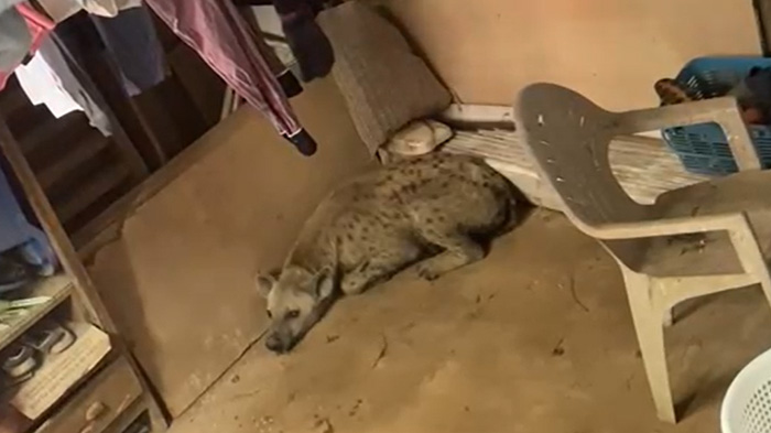 住宅の室内で家具の近くに横たわるハイエナ