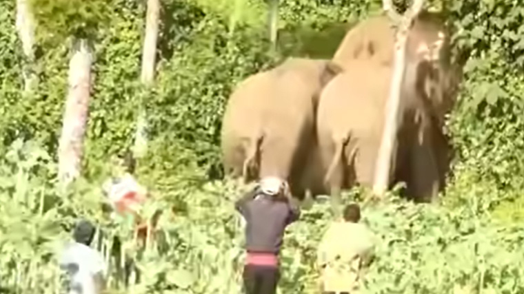 森林に近い農地で人々が追い払おうとする中、近づくゾウ