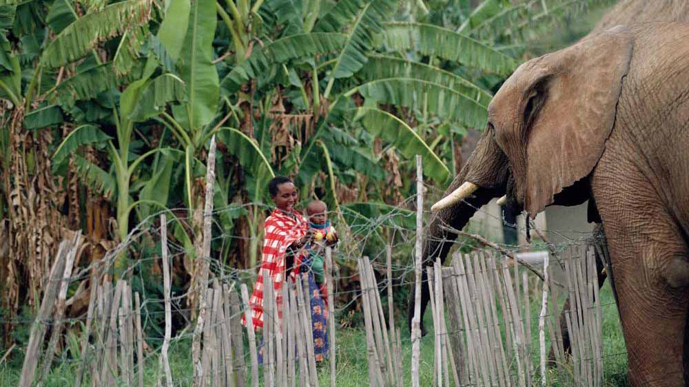 緑に囲まれた村で、女性と子どもに向かい合う柵越しのゾウ