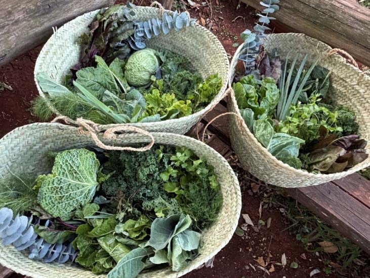 Three woven baskets filled with freshly harvested leafy greens, cabbages, kale, and other vegetables at Mlango Farm in Kenya.